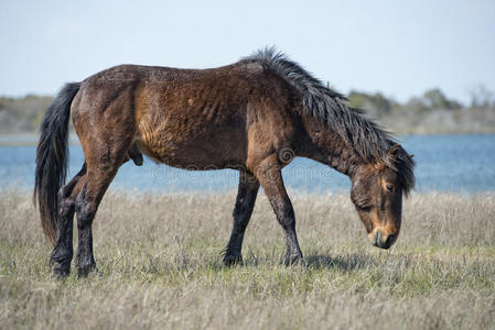 阿萨多阿萨德格马野马照片