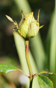 花园里的绿玫瑰。