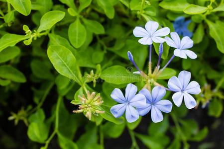 海角草白花丹