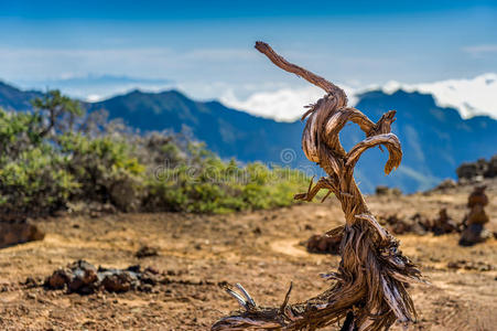 火山山景观中的老干树