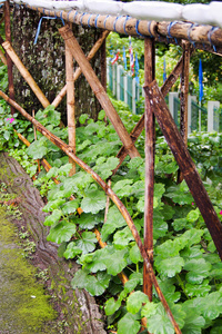 植物新地面