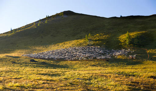 风景 耕地 牲畜 科蒂纳 意大利 羔羊 贝鲁诺 高的 山坡