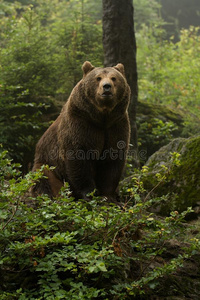 棕熊站在树林里的山顶上向前看