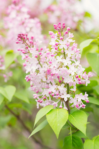 自然 灌木 生长 美丽的 颜色 开花 丁香花 植物学 特写镜头