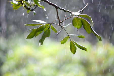 矢量说明雨落在树叶上雨点落在树叶上雨滴落在树叶上复古风格绿色新鲜