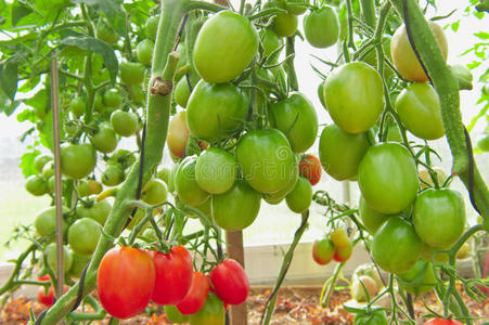 红色和绿色有机番茄植物和水果。