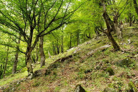 公园 树干 自然 季节 环境 春天 植物 徒步旅行 森林