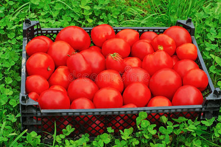 一盒成熟的红番茄放在绿草上