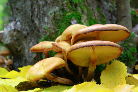 林中落叶丛中生长的蘑菇