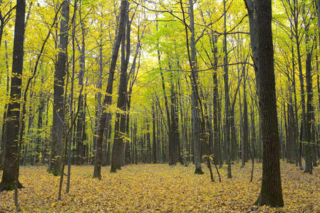 秋林黄叶丛中的树木