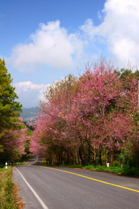 自然 街道 公园 花园 樱桃 盛开 花的 美丽的 粉红色