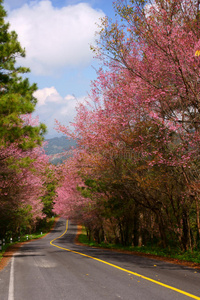 泰国 喜马拉雅山脉 公园 美丽的 春天 酸的 自然 街道