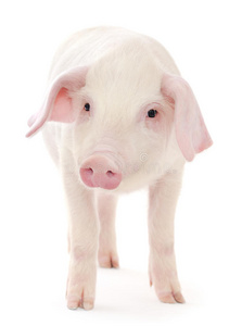 猪白底图片