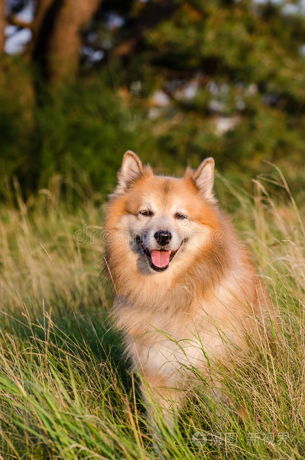 冰岛牧羊犬