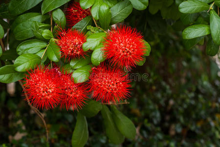 海南红茸茸球花图片-海南红茸茸球花素材-海南红茸茸