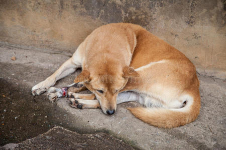 小狗 迷路 犬科动物 伤害 可爱的 街道 动物 睡觉 绷带