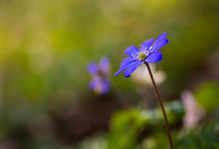 蓝色 sprigtime 苔花