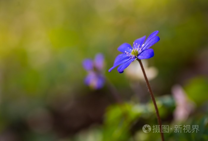 蓝色sprigtime 苔花照片 正版商用图片1irw80 摄图新视界