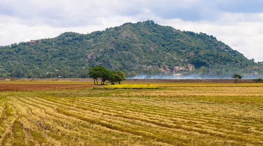乡村景观与收获的稻田图片