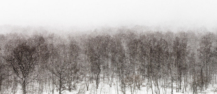 在森林里的雪风暴视图上方