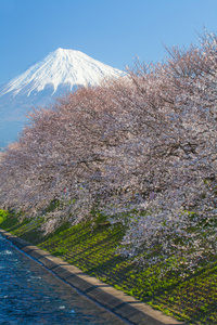 富士山和樱花