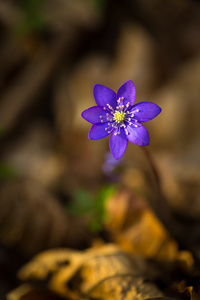 蓝色 sprigtime 苔花