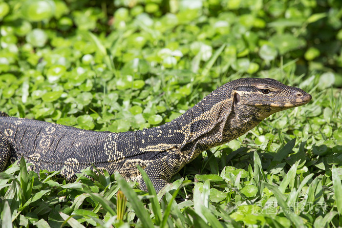 巨蜥巨蜥纪念日居住在隆比尼公园在曼谷泰国