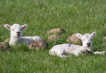 春天的羊羔