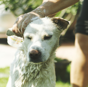 泰国的狗洗澡