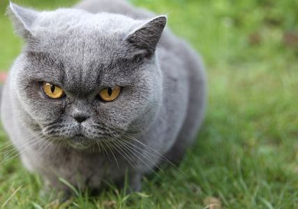 名为 Tai 女王的猫英国短毛猫