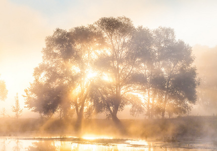 阳光透过雾和树木的轮廓在黎明时的光线