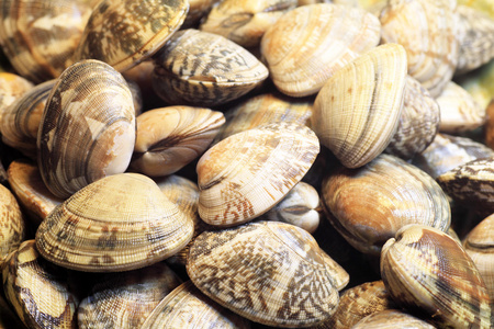 郭德纲日本些的小圆蛤 菲律宾蛤仔 在日本照片