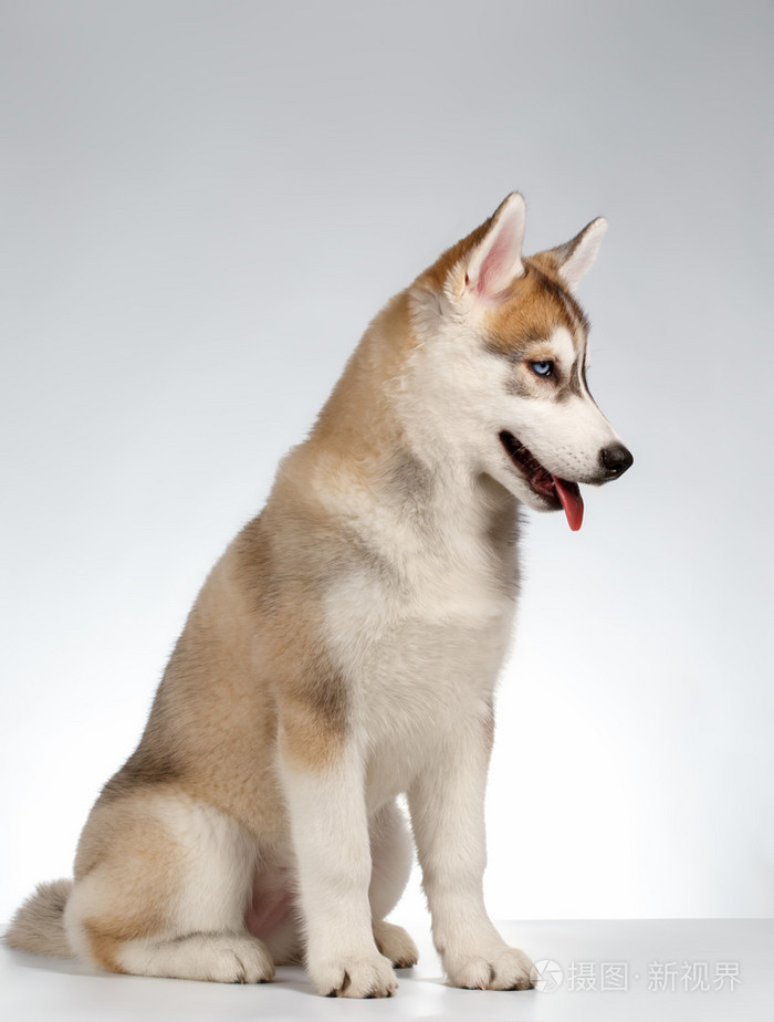 在白色的哈士奇小狗