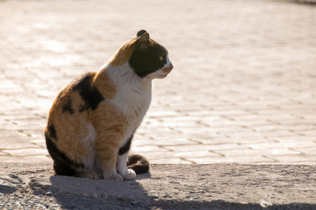 流浪猫