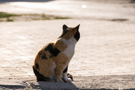 流浪猫