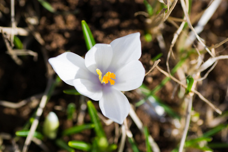 花绿色黄色