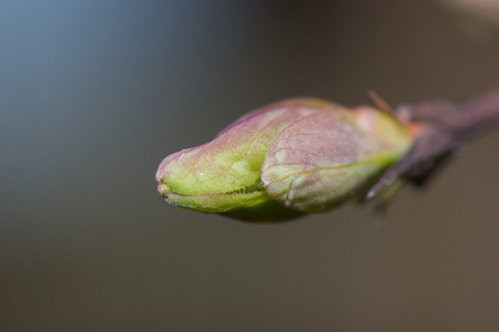 自然树植物绿