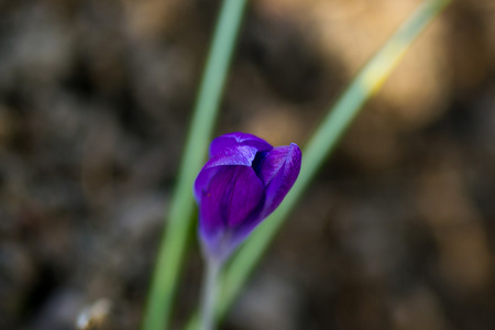 花绿色黄色