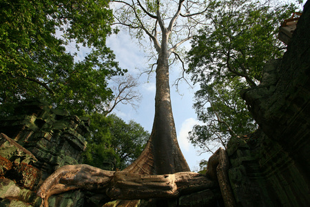 巨大树在地标塔普伦寺图片