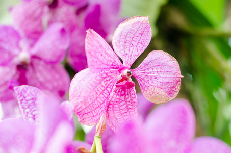 唇形科，为滇桂 Tetradenia，粉红色的花细节