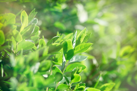 新的春天树叶春天树叶被阳光照亮照片