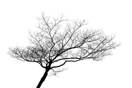 孤立的孤独的树的剪影