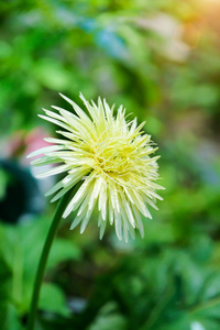 在花园里的白色非洲菊雏菊