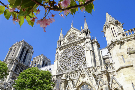 巴黎圣母院大教堂与盛开的树法国