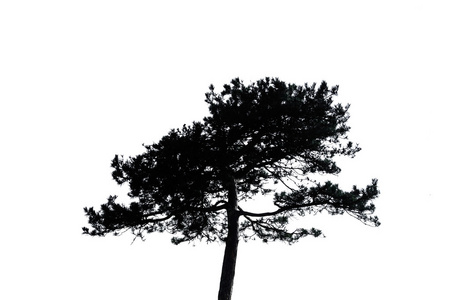 孤立的孤独的树的剪影