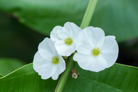 密切了德克萨斯州花泥的婴儿 Echinodosus cordifolius L. Gri