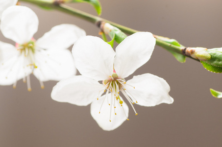 李子树开花