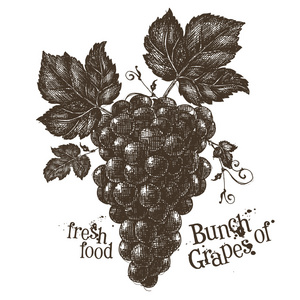 酒庄logo葡萄藤矢量 logo 设计模板.葡萄藤或者新鲜食物图标照片