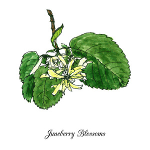 juneberry 花