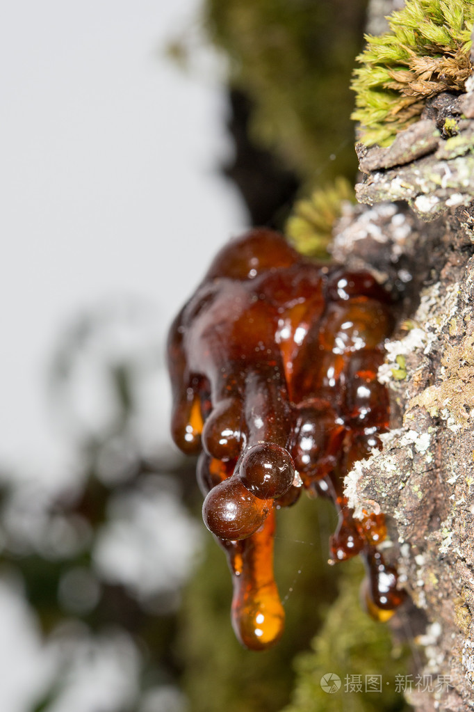 树天然琥珀色树脂